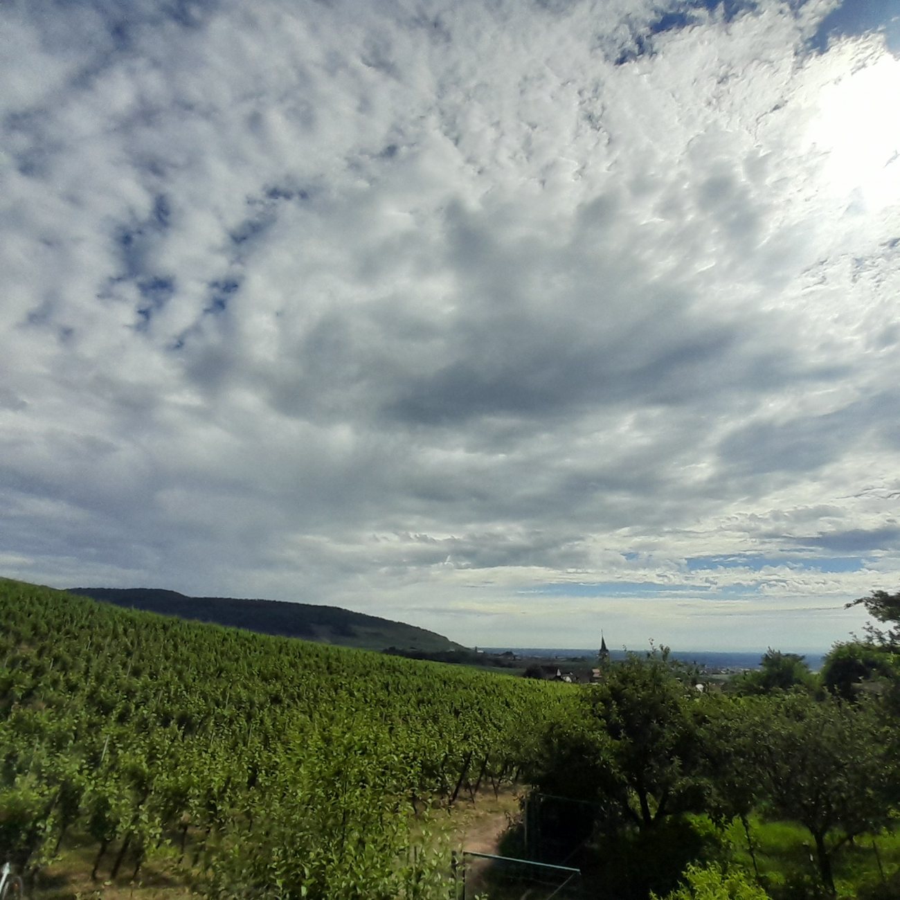 Le ciel d'Alsace au-dessus du vignoble
